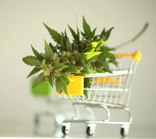 Cannabis-in-shopping-cart